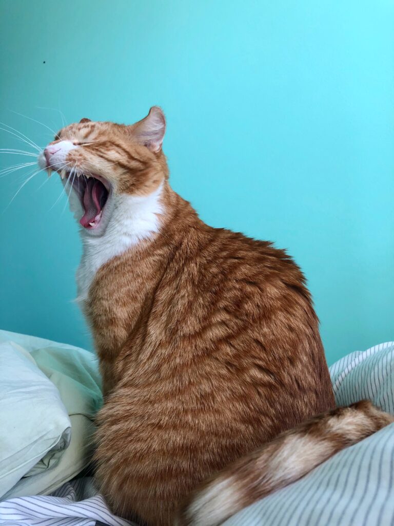 Cat Yawning - FORM Fitness Pilates